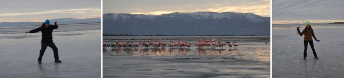 Flamingos and us on Lake Argentino