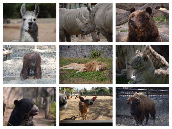 buenos-aires-zoo